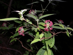 Arachnothryx leucophylla