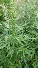 Artemisia argyi