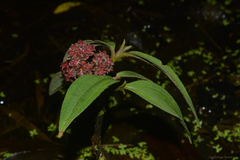 Miconia melastomoides