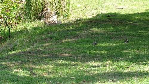 iNaturalist image