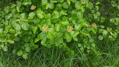 Viburnum ellipticum