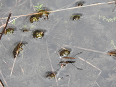 Limnoporus dissortis