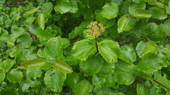 Viburnum ellipticum