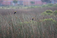 Chrysomus icterocephalus bogotensis