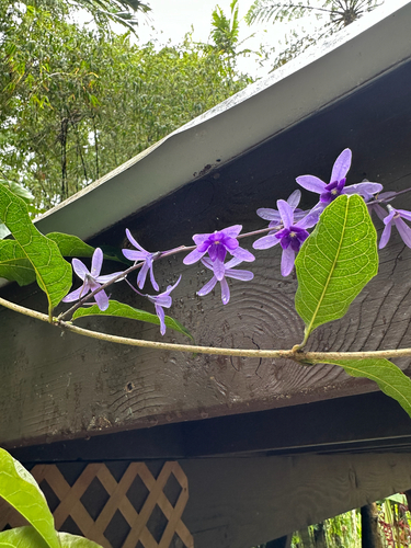 Petrea volubilis observed 2024-04-07