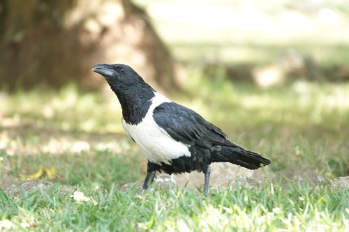 Pied Crow