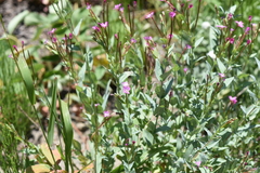 Epilobium glaberrimum