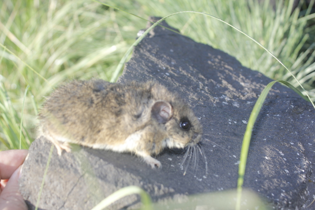 Volcano Deermouse