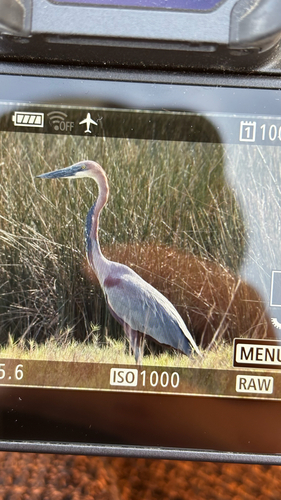 iNaturalist image