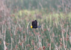 Chrysomus icterocephalus bogotensis