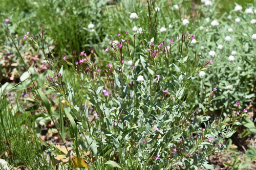 Epilobium glaberrimum, photograph 1