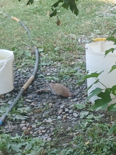Laughing Dove