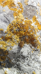 Lagria grenieri