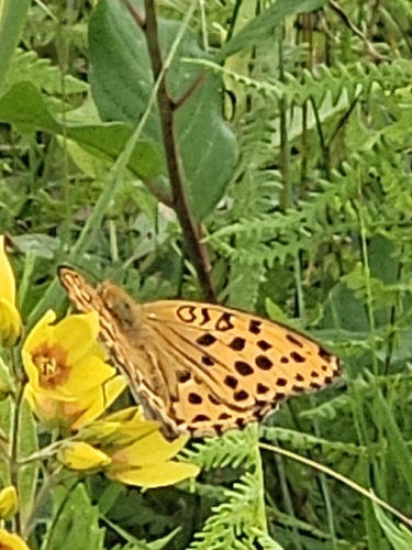 Pallas's Fritillary