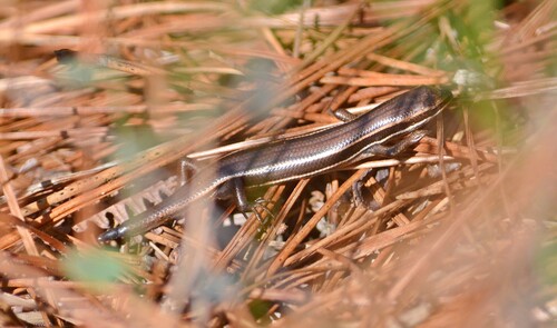 Paraguay White-lined Skink
