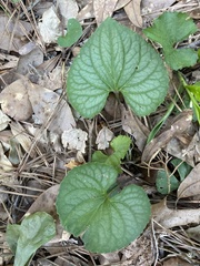 Viola walteri