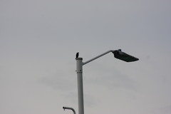 Molothrus bonariensis