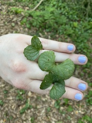 Viola walteri