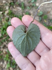 Viola walteri