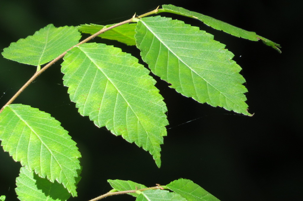 American elm from Pinecraft Park, Sarasota, FL 34239, USA on April 28 ...