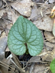 Viola walteri