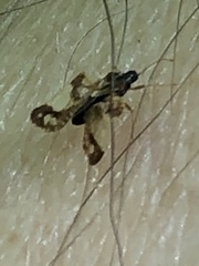 Corythucha juglandis