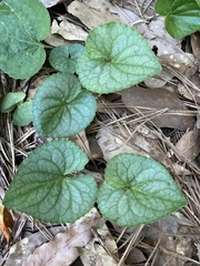 Viola walteri