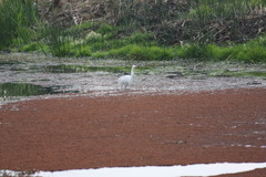 Ardea alba
