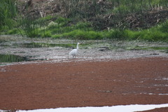Ardea alba