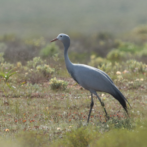 iNaturalist: (c) wicus leeuwner, some rights reserved (CC BY-NC), uploaded by wicus leeuwner iNaturalist image
