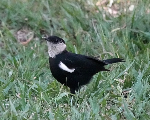 Arnot's Chat