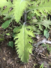 Aureolaria pectinata