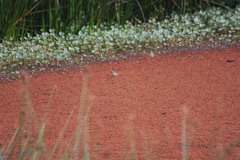 Zonotrichia capensis