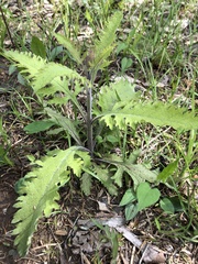 Aureolaria pectinata
