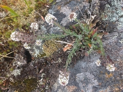Lepidium heterophyllum