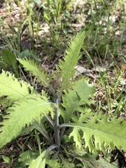 Aureolaria pectinata