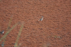 Zonotrichia capensis