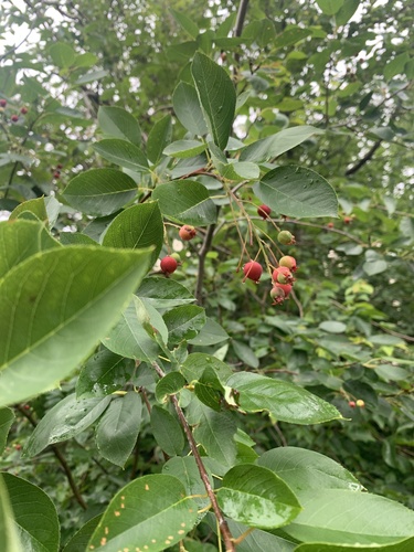 serviceberries