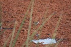 Zonotrichia capensis