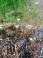 Triphysaria versicolor versicolor