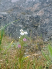 Triphysaria versicolor versicolor