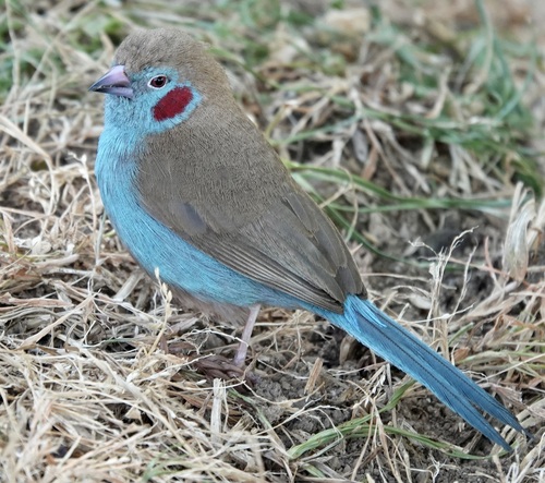 Red-cheeked Cordonbleu