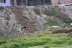 Molothrus bonariensis