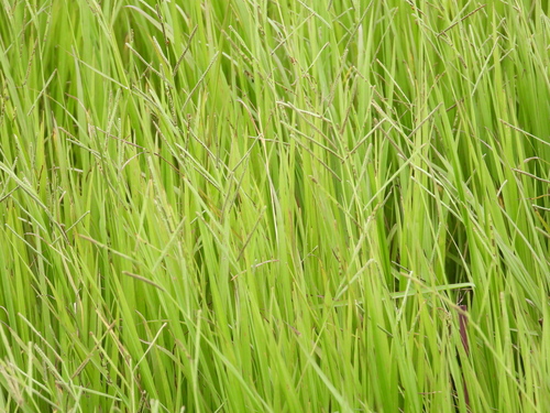 Paspalum orbiculare observed 2026-07-19