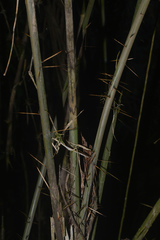 Bactris setosa