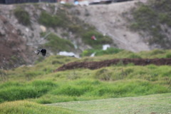 Molothrus bonariensis