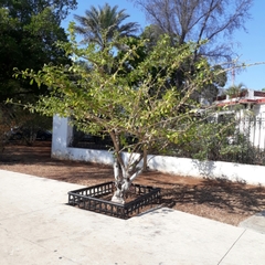Crescentia cujete