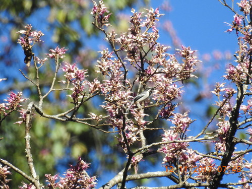 Grey Sibia (Heterophasia gracilis), photo 9