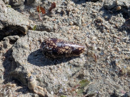 Conus omaria observed 2026-07-13