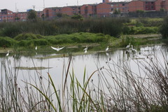 Ardea alba
